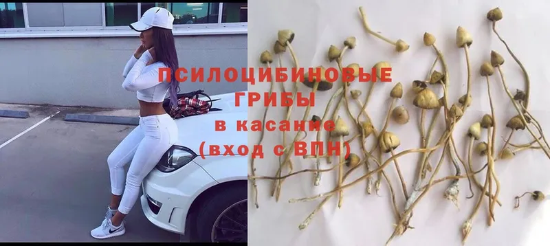 Псилоцибиновые грибы Psilocybe  Грязовец 